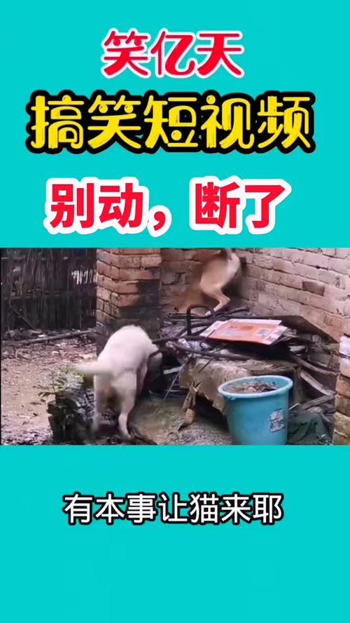 搞笑爆料的视频,笑到肚子疼的瞬间 第1张 搞笑爆料的视频,笑到肚子疼的瞬间 第1张